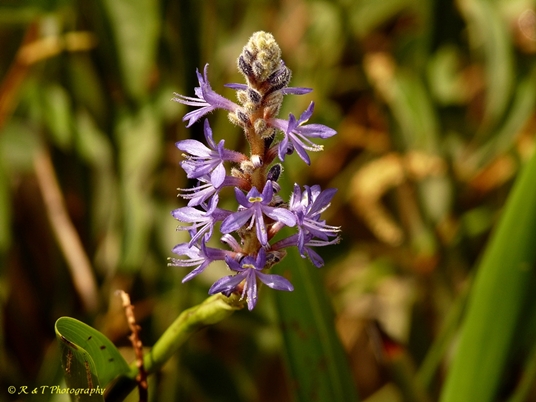 {Pontederia cordata var. lancifolia}